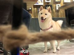 -百好乐宠物友好餐厅(朝外大街店)