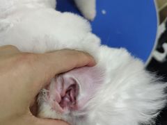 -佳雯宠物医院·皮肤科·内外科(春晓路分院)