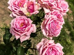 -鹅湖玫瑰文化园