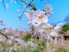 -樱桃山旅游景区