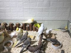 -苏州艺都古玩花鸟市场