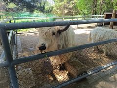 -长白岛森林公园