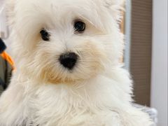 -翊宠yipet猫狗购宠庄园犬舍•猫舍