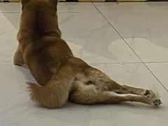 -柴源莊·柴小宠柴犬咖啡