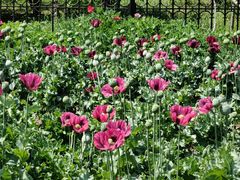 -国家植物园南园