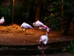 -清迈夜间动物园