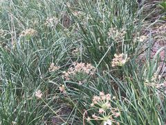 -万源龙顺度假庄园生态观光园