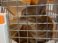 -瑞鹏宠物医院·宠保定点·心脏科·内科(御桥分院)