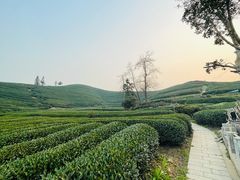 -龙坞茶村