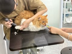 -爱洗澡的猫(天河路店)