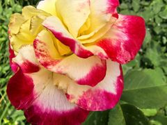 -鹅湖玫瑰文化园