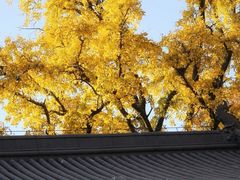 -灵谷景区