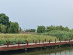 -西京湾花海