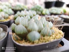 -金陵花卉交易市场