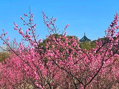 -无锡梅园公园