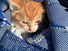 -达爱动物医院·犬猫分区·CT·复杂眼科(远洋山水分院)