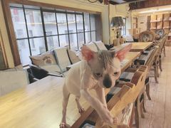 -more than meow吴止猫主题餐厅(承德 中船汇店)