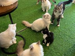 -喜柴咖啡·柴犬狗咖