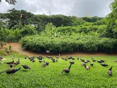 -西双版纳勐泐文化旅游区