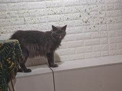 -平行世界·猫咖(首经贸店)