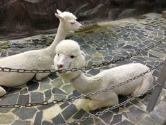 -上海大自然野生昆虫馆(东方明珠·爬宠昆虫探索中心)