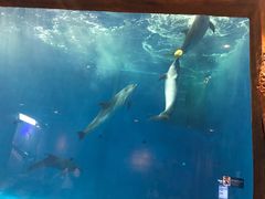 -华夏文旅海洋公园