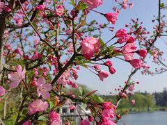 -上海共青森林公园