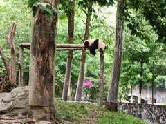 -都江堰中华大熊猫苑