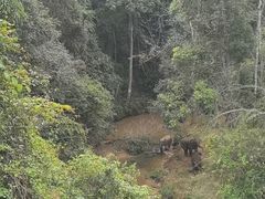 -野象谷景区