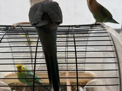 -吉丁鸟咖·异宠·寄养