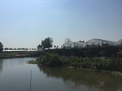 -马陆小张葡萄园农家乐