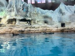 -帝企鹅自助餐厅•儿童岛•真企鹅(长隆企鹅酒店)