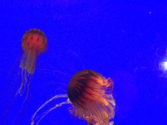 -上海海洋水族馆