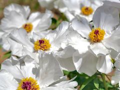 -洛阳郁金香牡丹园