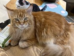 -藏猫猫咖啡主题馆(中央大道店)