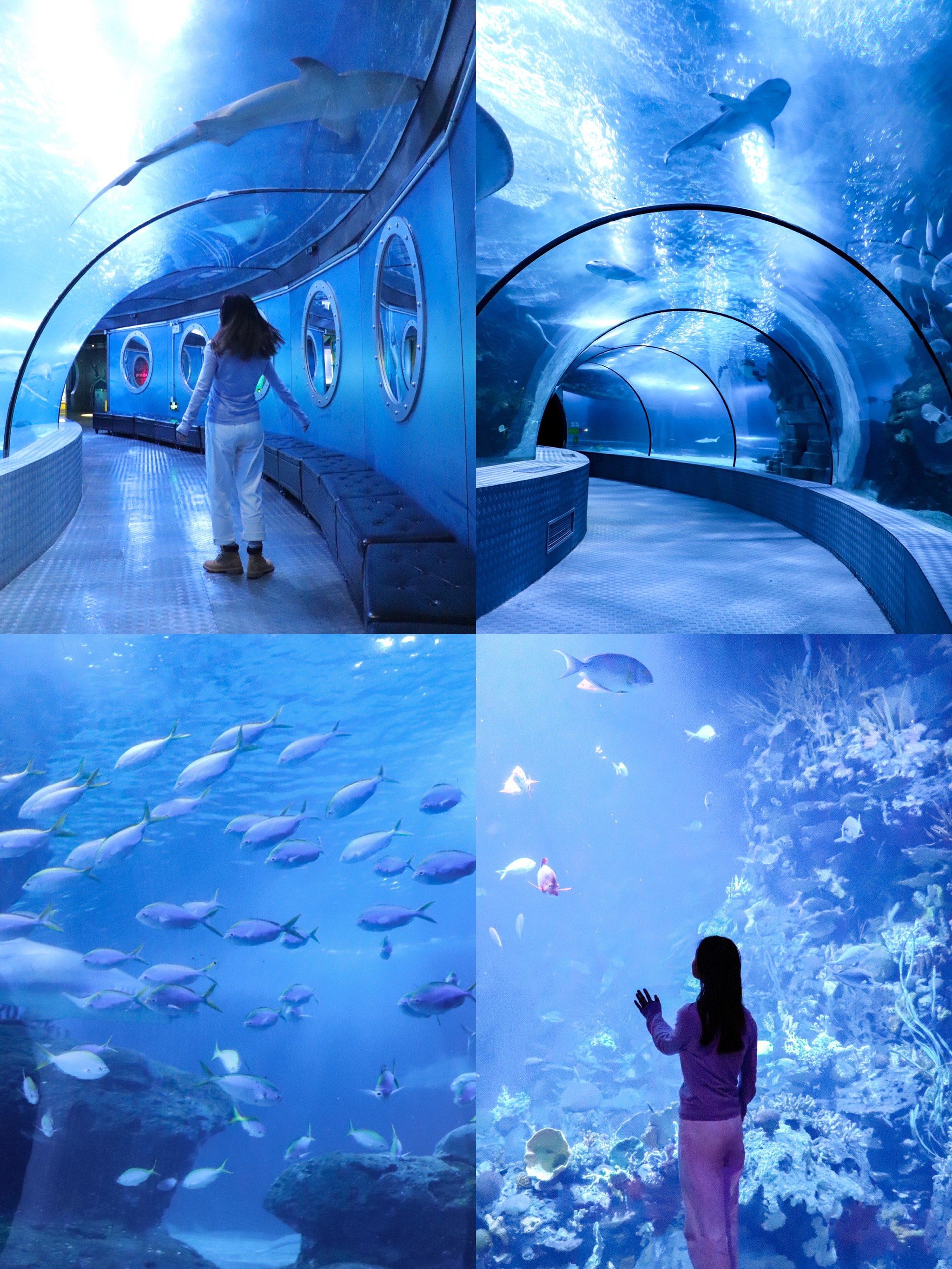 创作者赏金计划
🧨2025新春,上海长风海洋世界的企鹅们乔迁新居