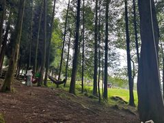 -武陵山森林公园