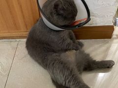 -佳雯宠物医院(金华南路分院)