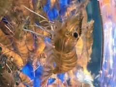 -轩记海鲜餐厅·四十五年老字号·经典粤菜(西区彩虹店)