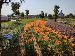 -荷兰花海