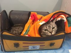 -纳吉亚猫专科动物医院·北北分院