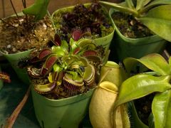 -自由生长植物工作室(深港花卉中心店)