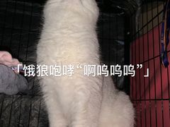-诺诺宠屋(欧洲城店)