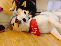 -Husky Go! 哈士奇体验馆·宠物咖啡厅狗咖