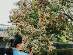 -碧江金楼