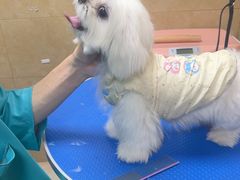 -佳雯宠物医院·皮肤科·内外科(春晓路分院)