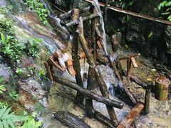 -西双版纳原始森林公园