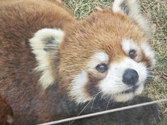 -灵玲国际马戏城