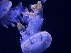 -三亚亚特兰蒂斯度假区