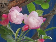 -海棠花溪(元大都城垣遗址公园)
